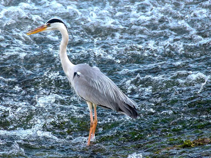 Grey heron