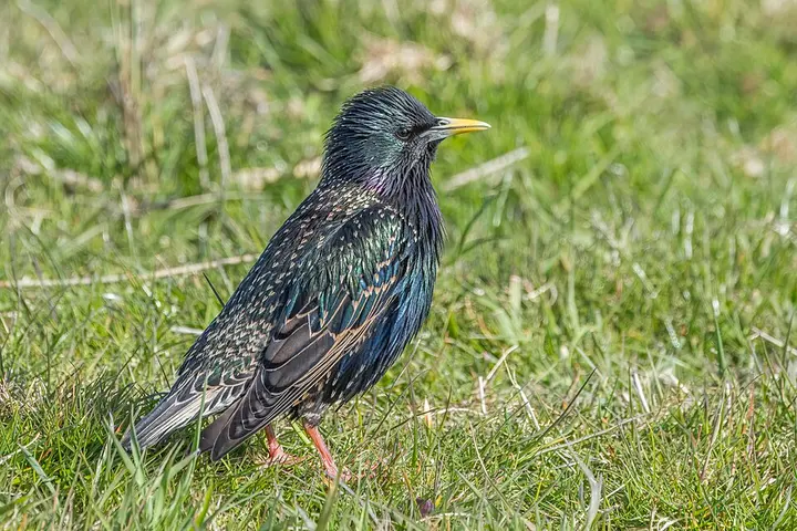 Common starling